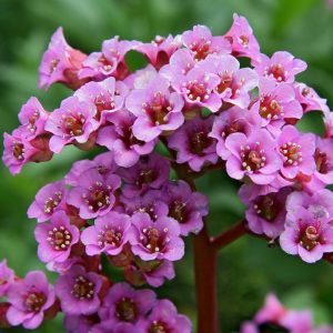Bergenia sercolistna 'Rotblum'