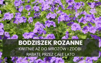 Bodziszek Rozanne – kwitnie aż do mrozów i zdobi rabatę przez całe lato