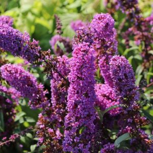 Budleja Davida 'Border Beauty'