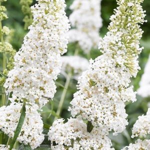 Budleja Davida 'White Ball'