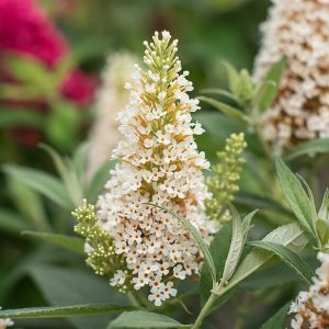 Budleja Dawida 'Little Rokstars White'