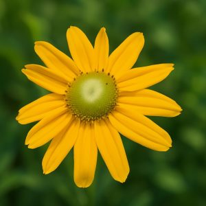 Rudbeckia SmileyZ 'Passion'