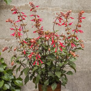 Szałwia 'Ember's Wish'