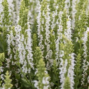 ensation Medium White