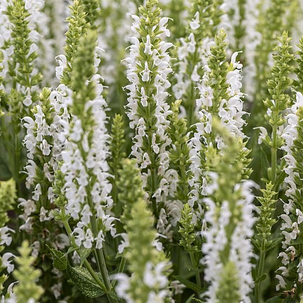 ensation Medium White