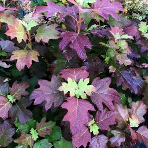 Hortensja Dębolistna 'Amethyst'