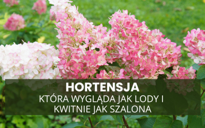 Hortensja, która wygląda jak lody i kwitnie jak szalona – Vanille Fraise w Twoim ogrodzie