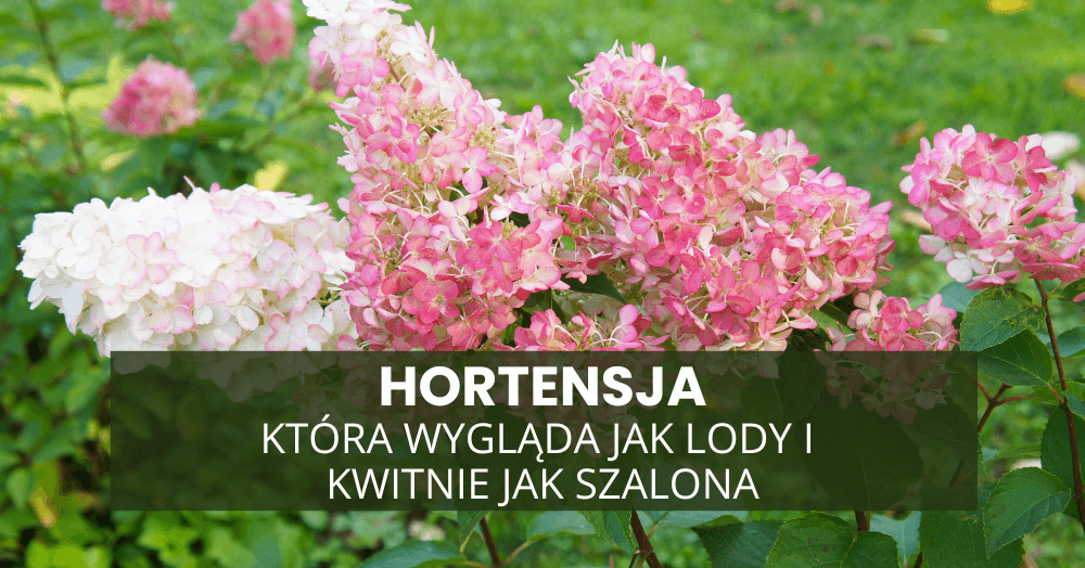 Hortensja, która wygląda jak lody i kwitnie jak szalona – Vanille Fraise w Twoim ogrodzie