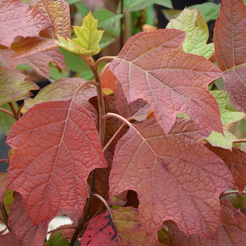 Hortensja Dębolistna 'Snowflake'