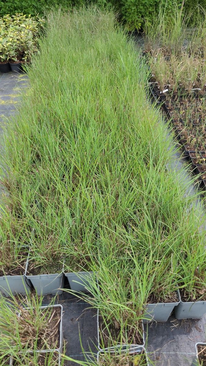 Miskant Chiński 'Gracillimus’ - obrazek 2