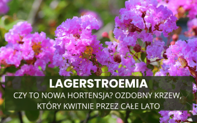 Lagerstroemia – czy to nowa hortensja? Ozdobny krzew, który kwitnie przez całe lato