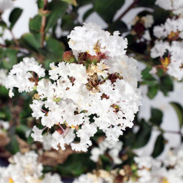 Lagerstroemia 'With Love Virgin'