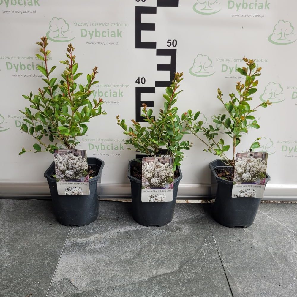 Lagerstroemia 'With Love Virgin' - obrazek 2