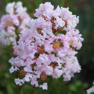 Lagerstroemia 'With Love Babe'