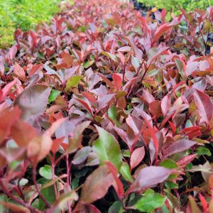 Głogownik 'Little Red Robin'