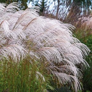 Miskant Chiński 'Silver Charm' PBR