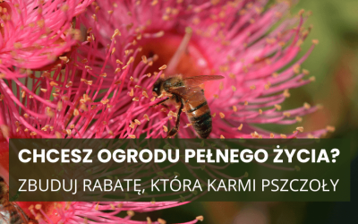 Pszczoły ją kochają, ogród aż żyje – posadź 'Bee Merry’ jeszcze w sierpniu!