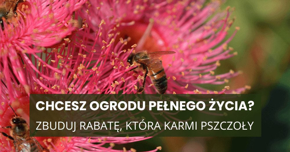 Pszczoły ją kochają, ogród aż żyje – posadź 'Bee Merry’ jeszcze w sierpniu!