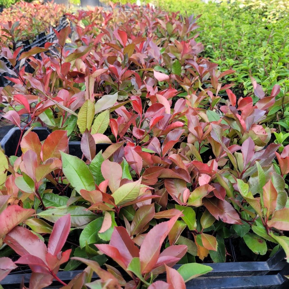 Głogownik 'Red Robin' - obrazek 4