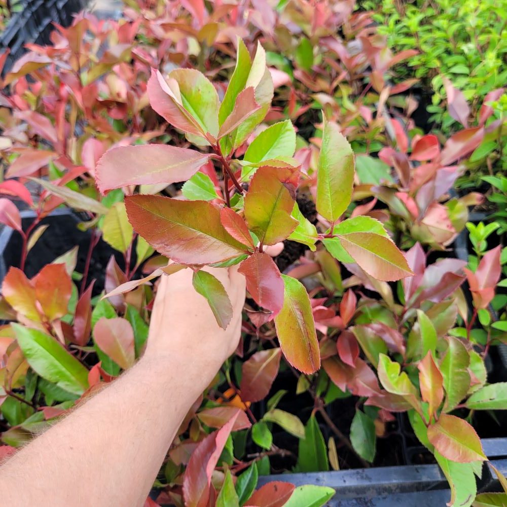 Głogownik 'Red Robin' - obrazek 5