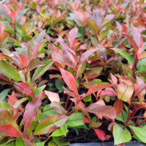 Głogownik 'Robusta Compacta'