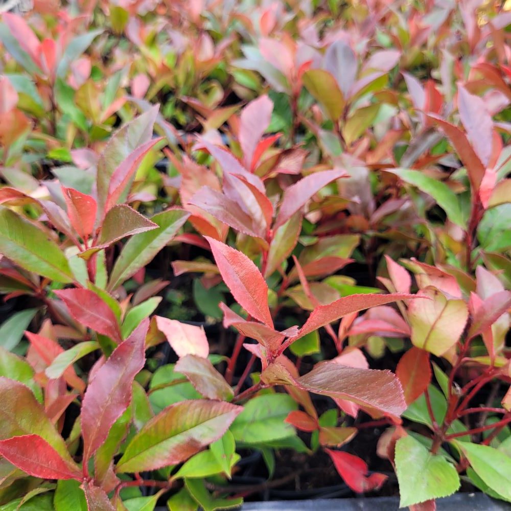 Głogownik 'Robusta Compacta'