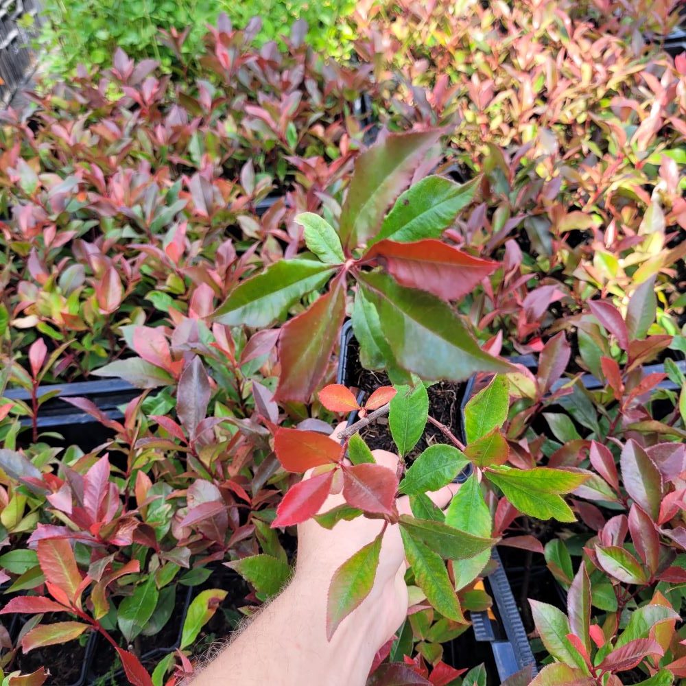 Głogownik 'Robusta Compacta' - obrazek 2