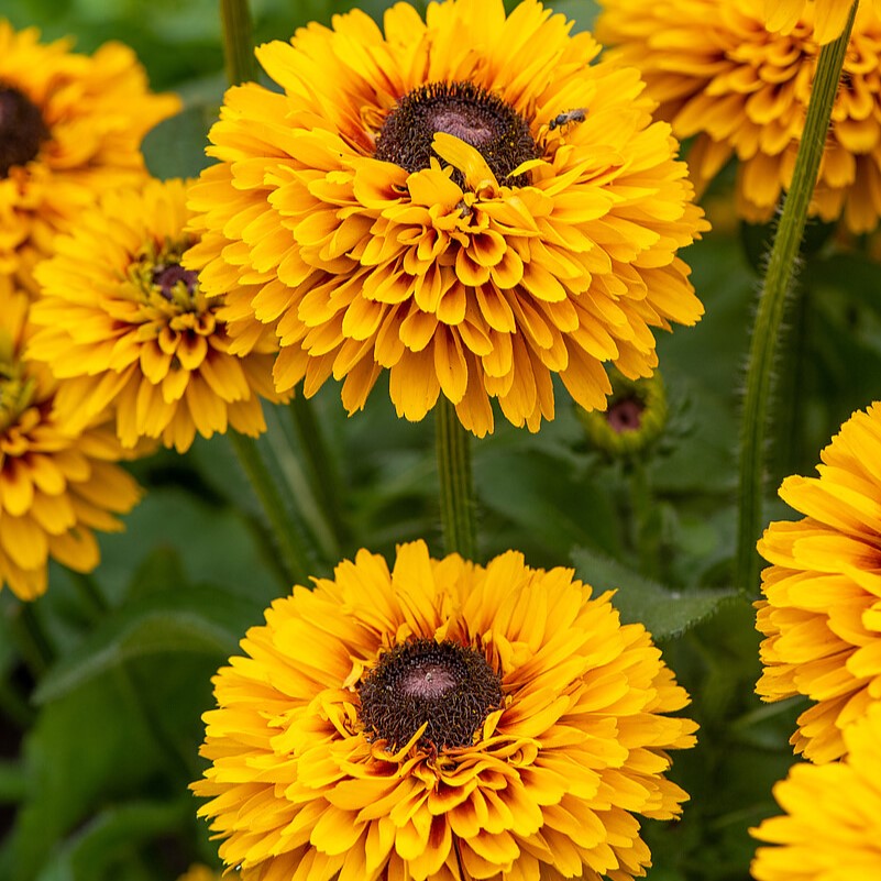 Rudbeckia SmileyZ 'Double Kissing' - obrazek 2