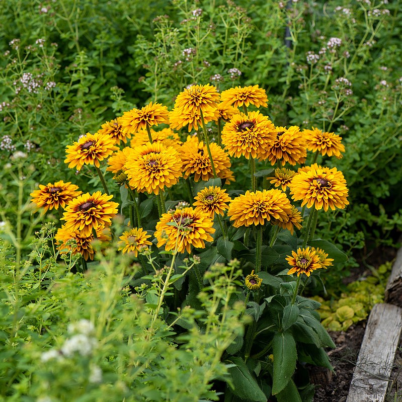 Rudbeckia SmileyZ 'Double Kissing' - obrazek 3