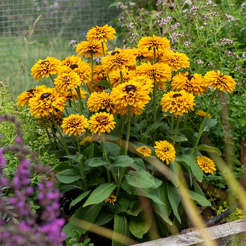 Rudbeckia SmileyZ 'Double Kissing' - obrazek 4