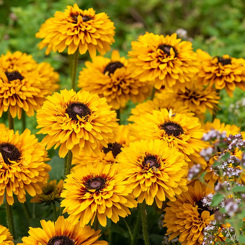 Rudbeckia SmileyZ 'Double Kissing'