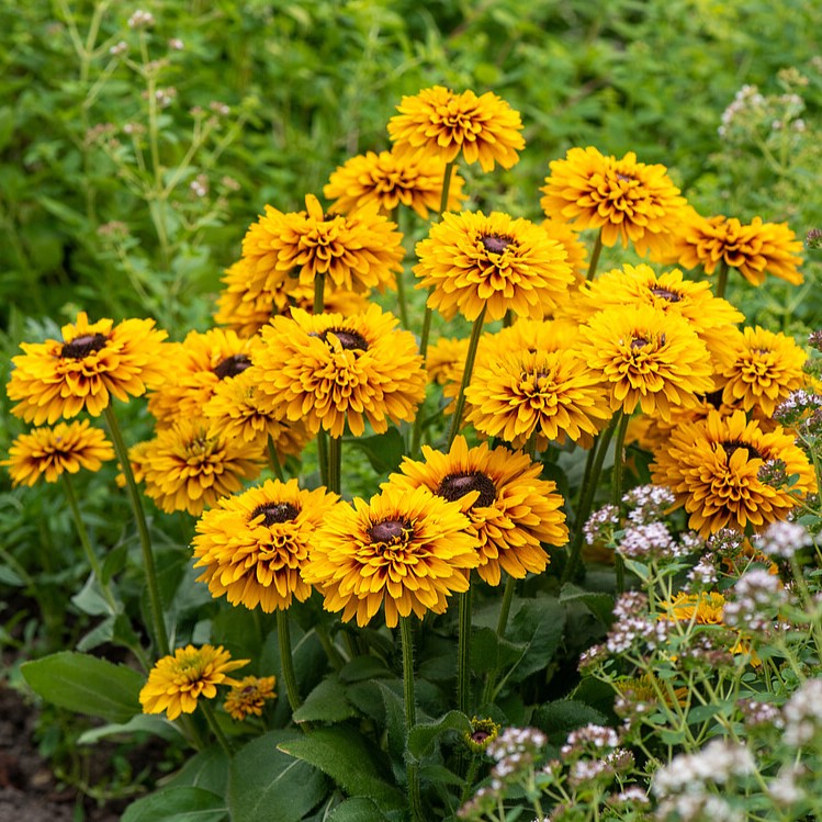 Rudbeckia SmileyZ 'Double Kissing' - obrazek 6