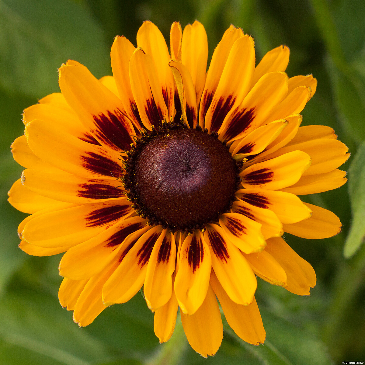 Rudbeckia SmileyZ 'Giggling' - obrazek 2