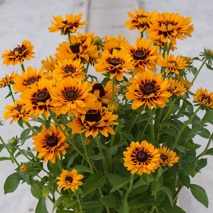 Rudbeckia SmileyZ 'Giggling' - obrazek 3