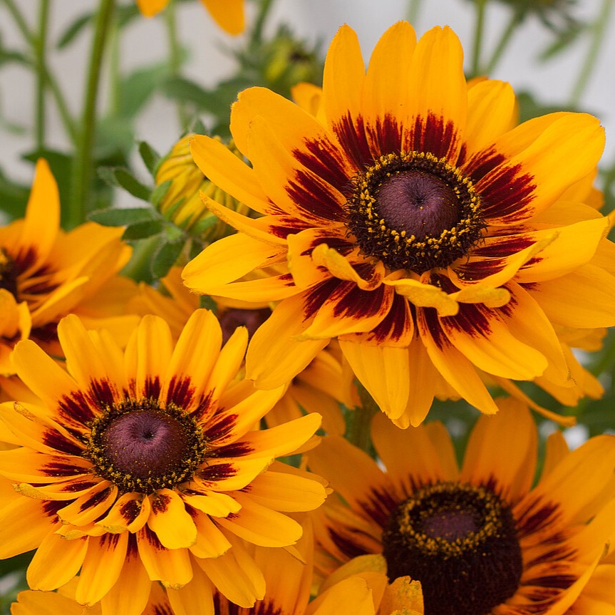 Rudbeckia SmileyZ 'Giggling'