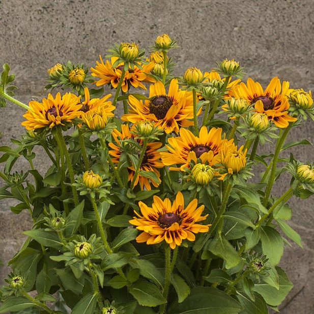 Rudbeckia SmileyZ 'Giggling' - obrazek 5
