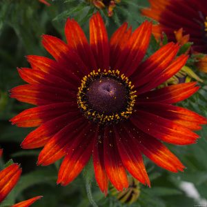 Rudbeckia SmileyZ 'Happy'