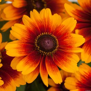 Rudbeckia SmileyZ 'Kissing'