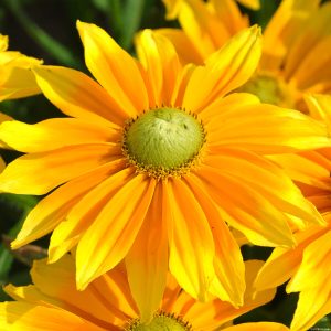Rudbeckia SmileyZ 'Lemon'