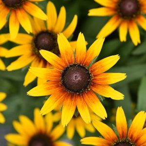 Rudbeckia SmileyZ 'Star of Life'