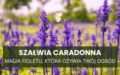 Szałwia ‘Caradonna’ – magiczna strażniczka ogrodu. Kwitnie, pachnie, przyciąga motyle!