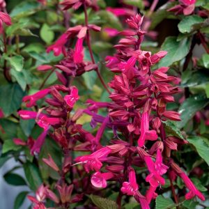 Szałwia 'Wendy's Wish'