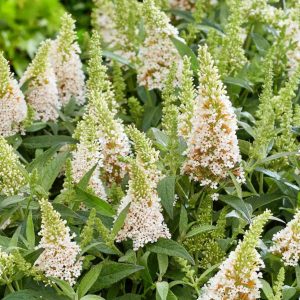 Budleja Dawida 'Butterfly Candy Little White'