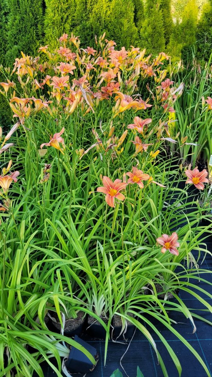 Liliowiec Rdzawy - obrazek 2