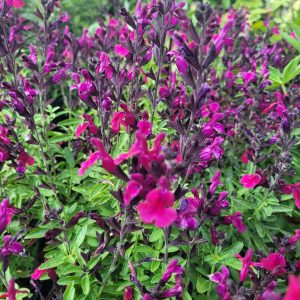 Szałwia 'Mirage Burgundy'
