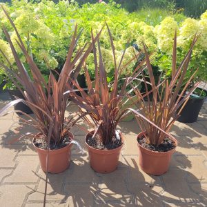 Len Nowozelandzki / Tęgosz Właściwy - odcień Brązowy/Purpurowy