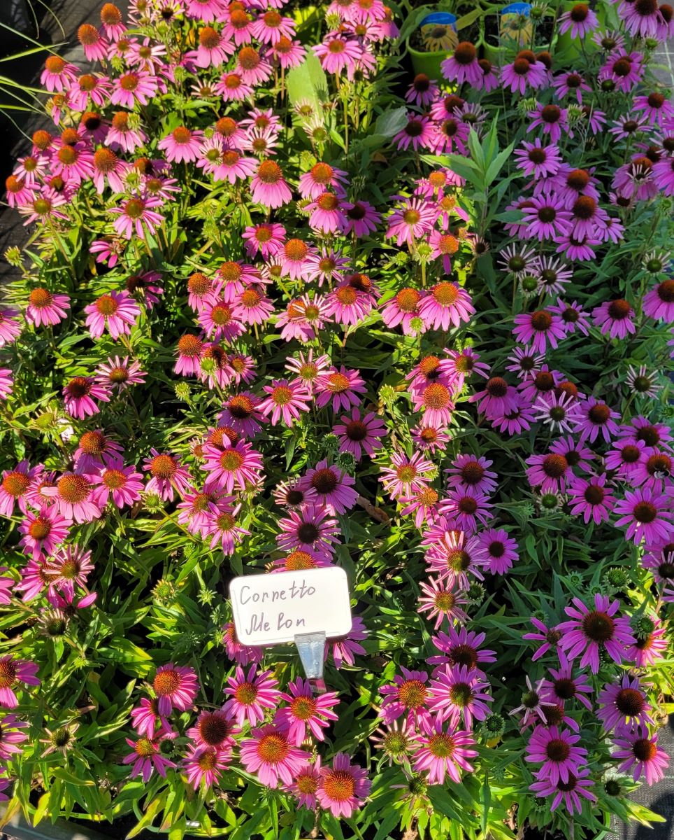 Jeżówka 'Cornetto Melon' - obrazek 2