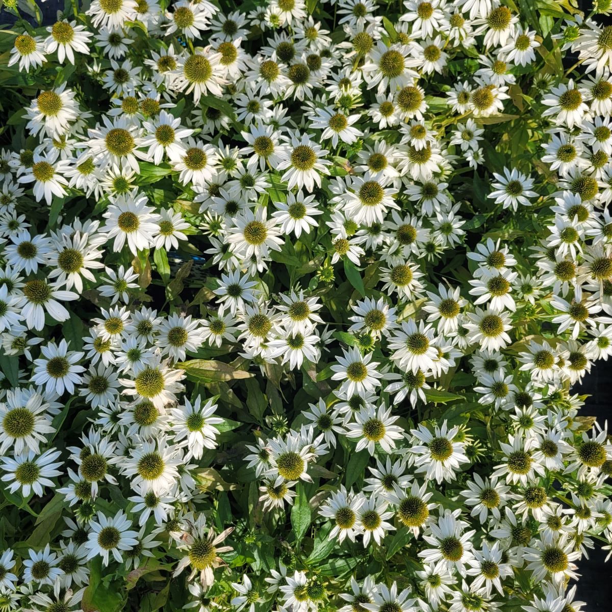 Jeżówka 'Cornetto Coco'