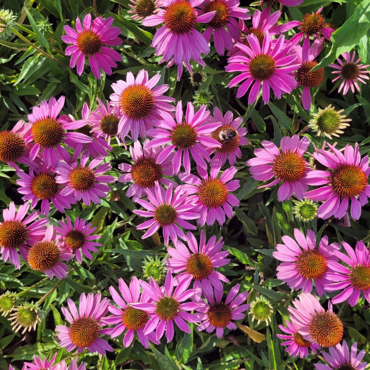 Jeżówka 'Cornetto Melon'