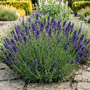 Lawenda Wąskolistna 'Hidcote'